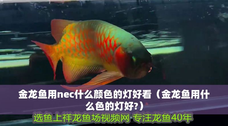 金龍魚用nec什么顏色的燈好看（金龍魚用什么色的燈好?）