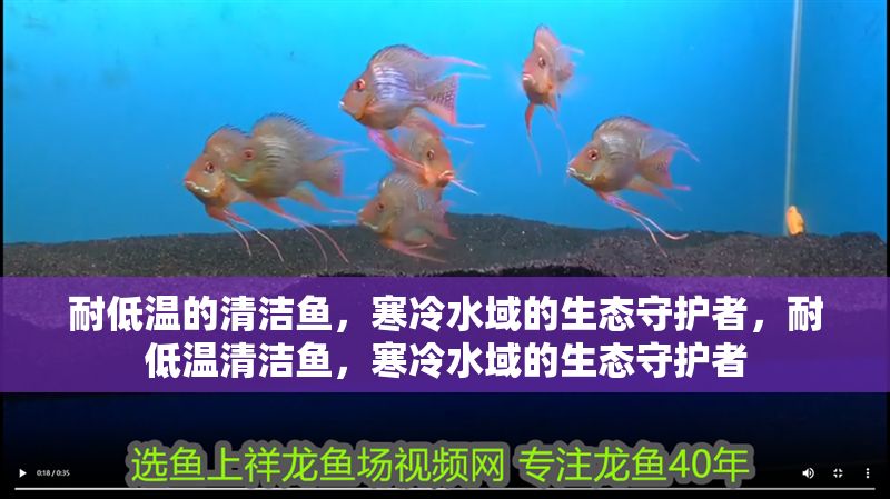 耐低溫的清潔魚，寒冷水域的生態守護者，耐低溫清潔魚，寒冷水域的生態守護者