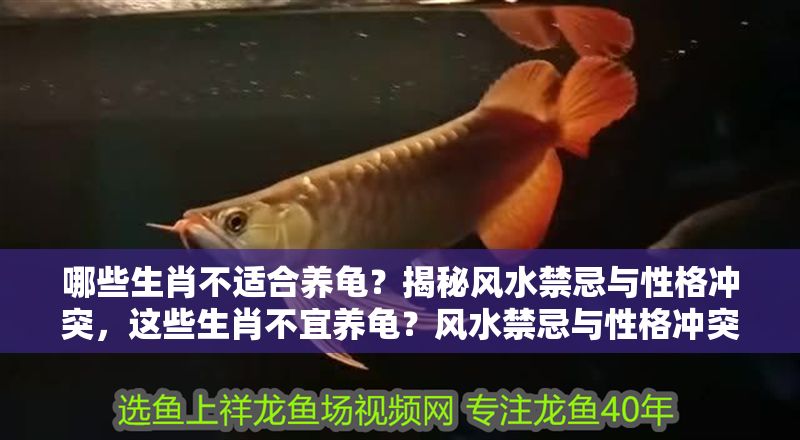 哪些生肖不適合養龜？揭秘風水禁忌與性格沖突，這些生肖不宜養龜？風水禁忌與性格沖突大揭秘