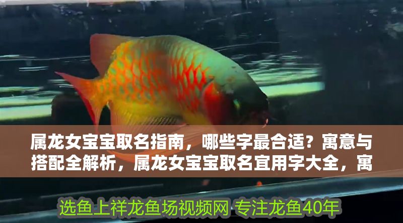 屬龍女寶寶取名指南，哪些字最合適？寓意與搭配全解析，屬龍女寶寶取名宜用字大全，寓意解析與搭配技巧