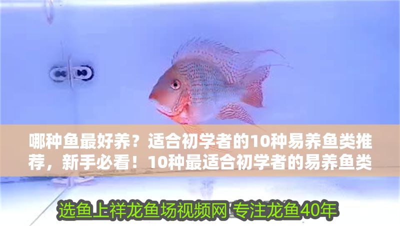 哪種魚最好養(yǎng)？適合初學(xué)者的10種易養(yǎng)魚類推薦，新手必看！10種最適合初學(xué)者的易養(yǎng)魚類推薦