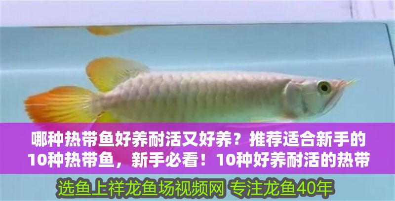哪種熱帶魚好養耐活又好養？推薦適合新手的10種熱帶魚，新手必看！10種好養耐活的熱帶魚推薦