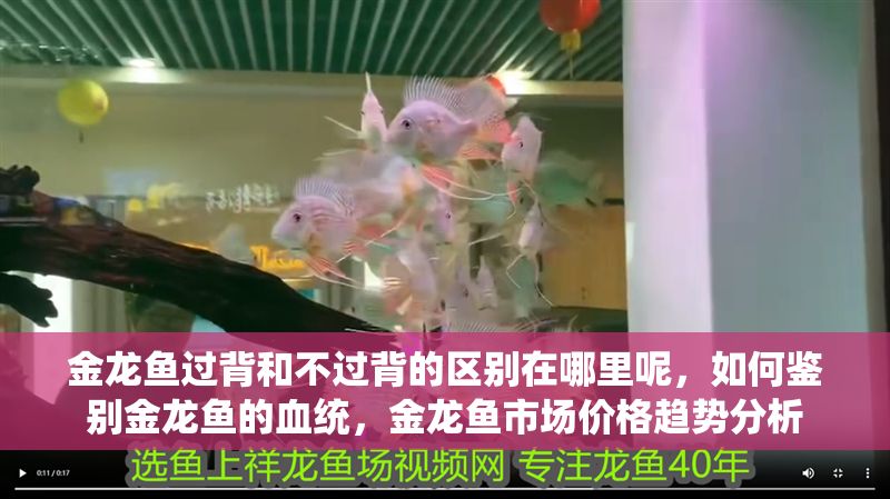 金龍魚過背和不過背的區別在哪里呢，如何鑒別金龍魚的血統，金龍魚市場價格趨勢分析