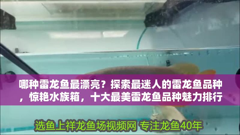 哪種雷龍魚最漂亮？探索最迷人的雷龍魚品種，驚艷水族箱，十大最美雷龍魚品種魅力排行