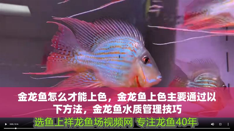 金龍魚怎么才能上色，金龍魚上色主要通過以下方法，金龍魚水質管理技巧