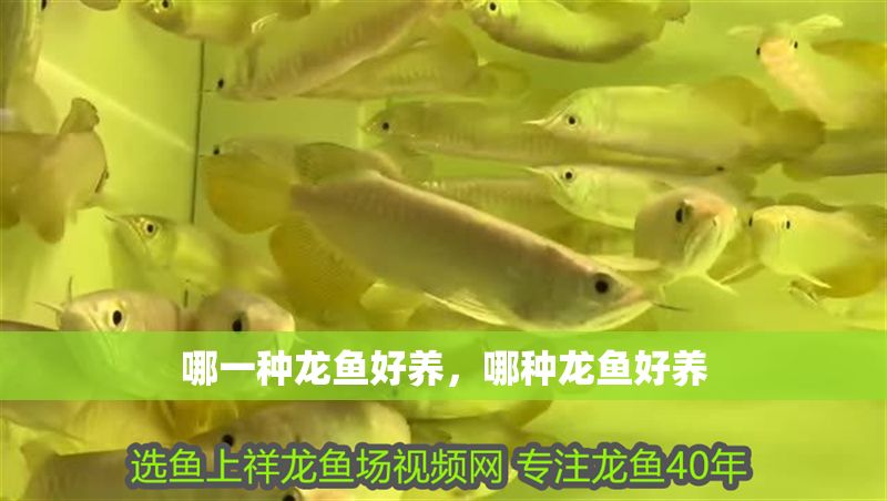 哪一種龍魚好養，哪種龍魚好養