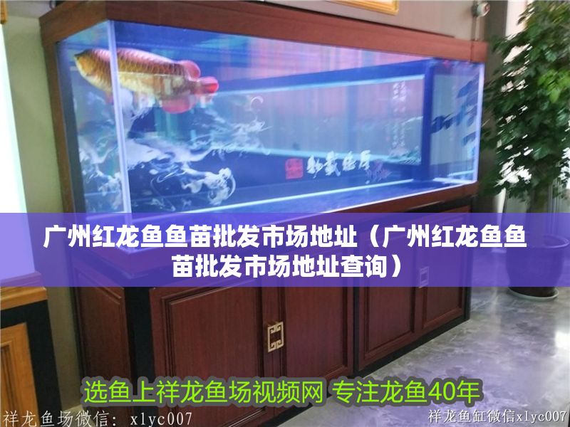 廣州紅龍魚魚苗批發(fā)市場地址（廣州紅龍魚魚苗批發(fā)市場地址查詢）