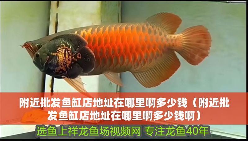 附近批發(fā)魚缸店地址在哪里啊多少錢（附近批發(fā)魚缸店地址在哪里啊多少錢啊）