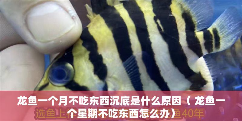 龍魚一個月不吃東西沉底是什么原因（ 龍魚一個星期不吃東西怎么辦）