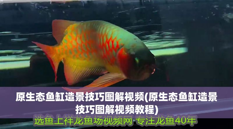原生態魚缸造景技巧圖解視頻(原生態魚缸造景技巧圖解視頻教程)