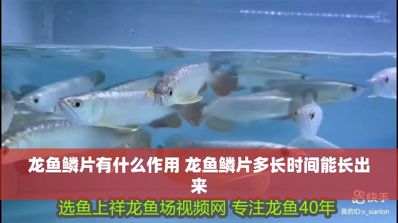 龍魚鱗片有什么作用 龍魚鱗片多長時間能長出來
