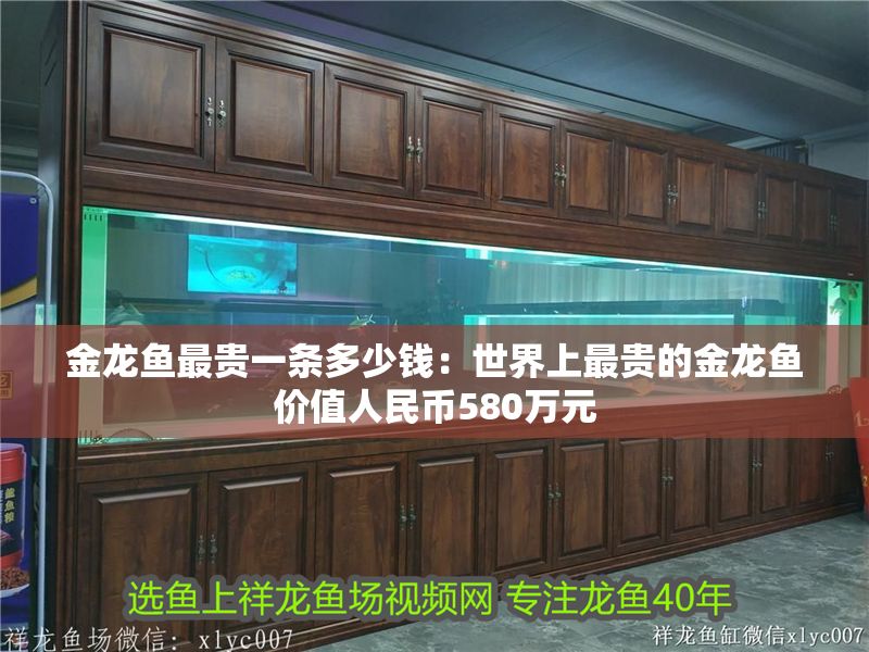 金龍魚最貴一條多少錢：世界上最貴的金龍魚價值人民幣580萬元