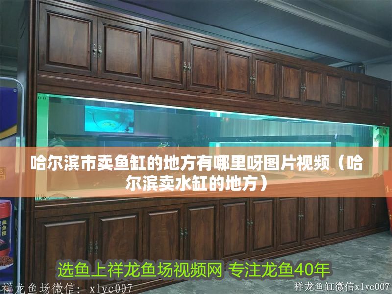 哈爾濱市賣魚缸的地方有哪里呀圖片視頻（哈爾濱賣水缸的地方）