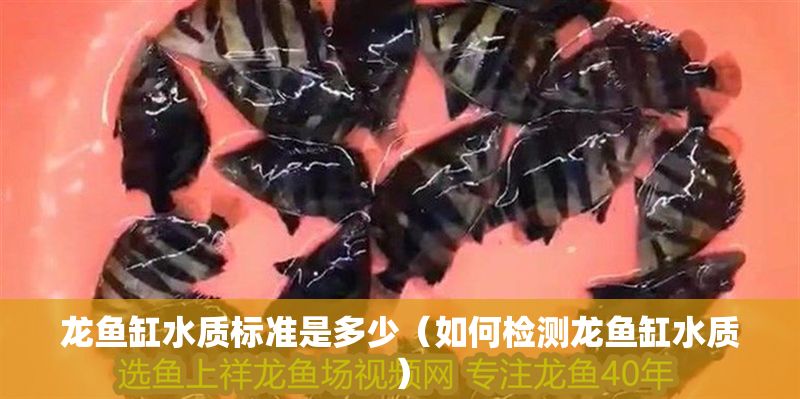 龍魚缸水質標準是多少（如何檢測龍魚缸水質）