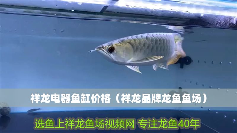 祥龍電器魚缸價(jià)格（祥龍品牌龍魚魚場(chǎng)）