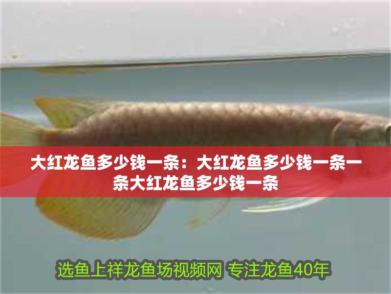 大紅龍魚多少錢一條：大紅龍魚多少錢一條一條大紅龍魚多少錢一條