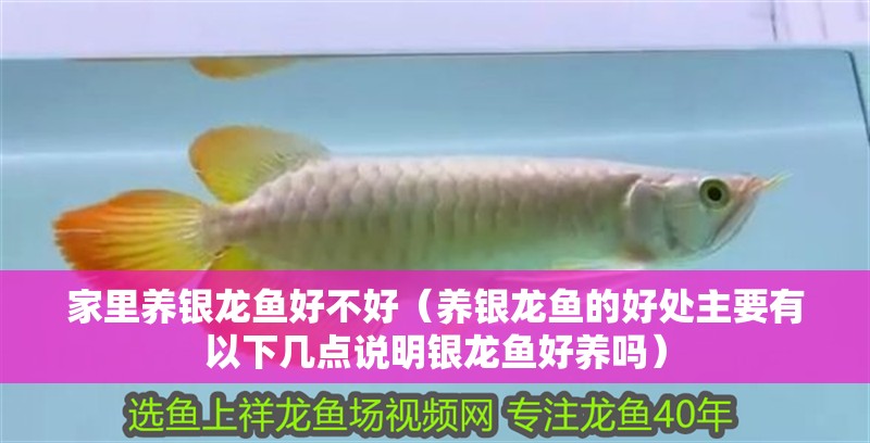 紅龍魚用黃燈烤有用嗎 家里養(yǎng)銀龍魚好不好(養(yǎng)銀龍魚的好處主要有以下幾點說明銀龍魚好養(yǎng)嗎) 龍魚百科 家里養(yǎng)銀龍魚好不好(養(yǎng)銀龍魚的好處主要有以下幾點說明銀龍魚好養(yǎng)嗎) 家里養(yǎng)銀龍魚好不好(養(yǎng)銀龍魚的好處主要有以下幾點說明銀龍魚好養(yǎng)嗎) 龍魚百科
