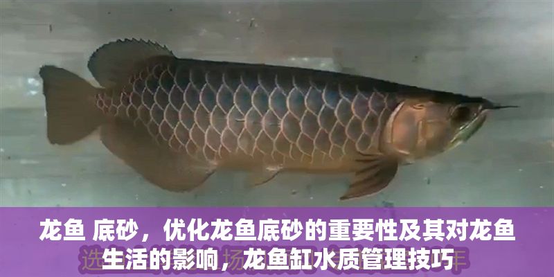 龍魚 底砂，優(yōu)化龍魚底砂的重要性及其對龍魚生活的影響，龍魚缸水質(zhì)管理技巧
