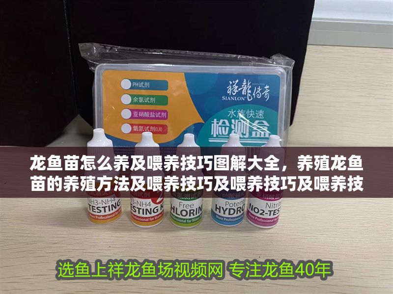 龍魚苗怎么養及喂養技巧圖解大全，養殖龍魚苗的養殖方法及喂養技巧及喂養技巧及喂養技巧