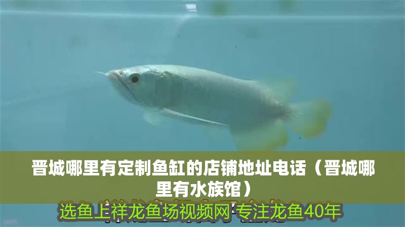 晉城哪里有定制魚缸的店鋪地址電話（晉城哪里有水族館）
