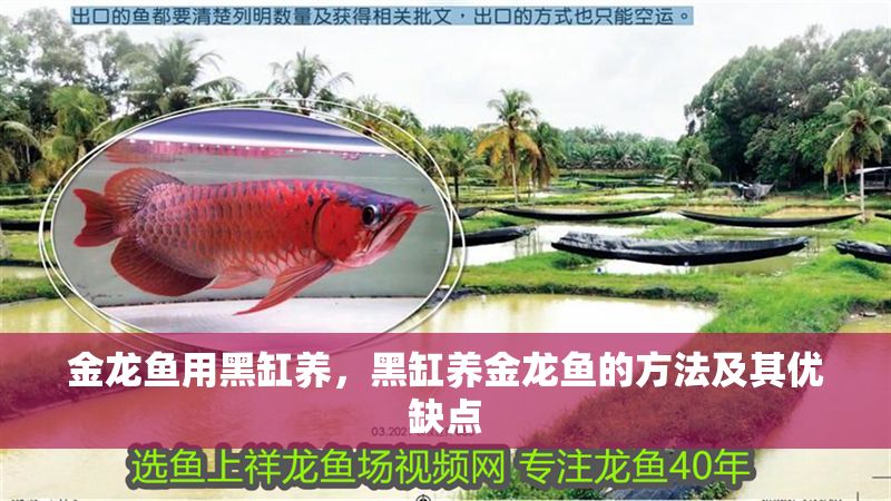 金龍魚用黑缸養，黑缸養金龍魚的方法及其優缺點