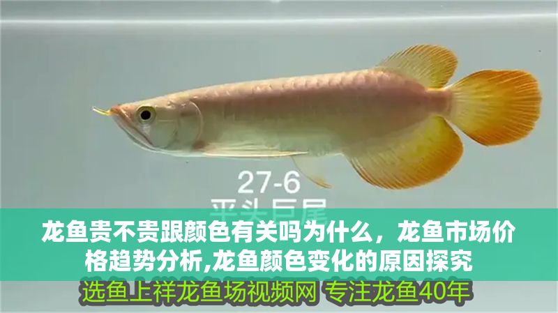 龍魚貴不貴跟顏色有關(guān)嗎為什么，龍魚市場價格趨勢分析,龍魚顏色變化的原因探究