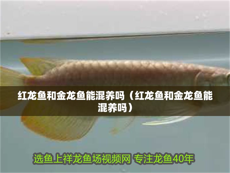 紅龍魚和金龍魚能混養(yǎng)嗎（紅龍魚和金龍魚能混養(yǎng)嗎）