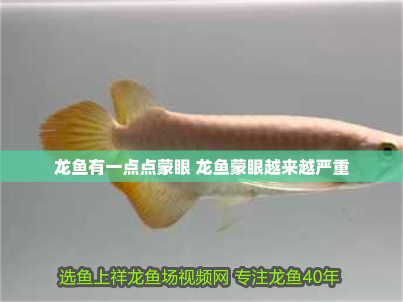 龍魚(yú)有一點(diǎn)點(diǎn)蒙眼 龍魚(yú)蒙眼越來(lái)越嚴(yán)重