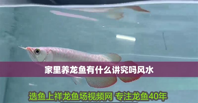 家里養龍魚有什么講究嗎風水 龍魚百科 第2張 家里養龍魚有什么講究嗎風水 家里養龍魚有什么講究嗎風水 龍魚百科 第2張