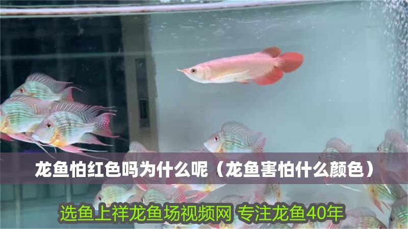 龍魚怕紅色嗎為什么呢（龍魚害怕什么顏色）