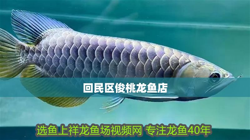 回民區俊桃龍魚店 全國水族館企業名錄 第1張 回民區俊桃龍魚店 回民區俊桃龍魚店 全國水族館企業名錄 第1張