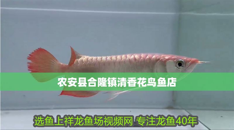 農安縣合隆鎮清香花鳥魚店