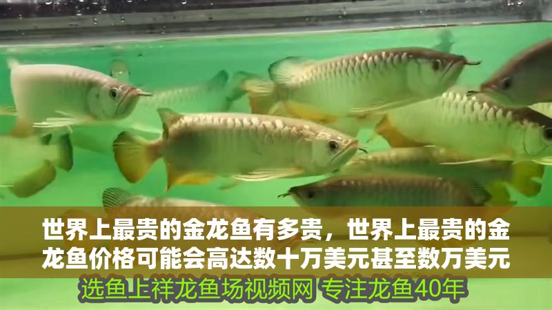 世界上最貴的金龍魚有多貴，世界上最貴的金龍魚價格可能會高達數十萬美元甚至數萬美元