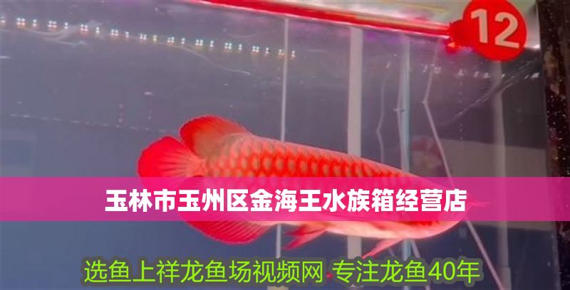 玉林市玉州區金海王水族箱經營店