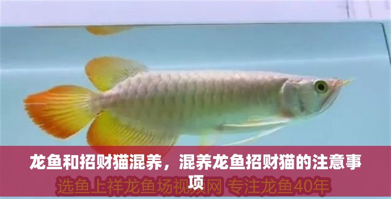 龍魚和招財貓混養，混養龍魚招財貓的注意事項
