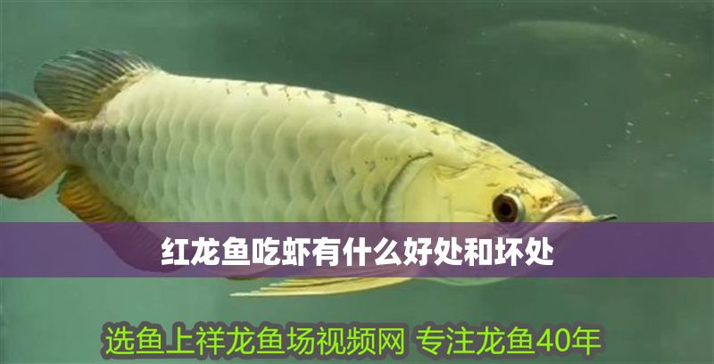 紅龍魚吃蝦有什么好處和壞處
