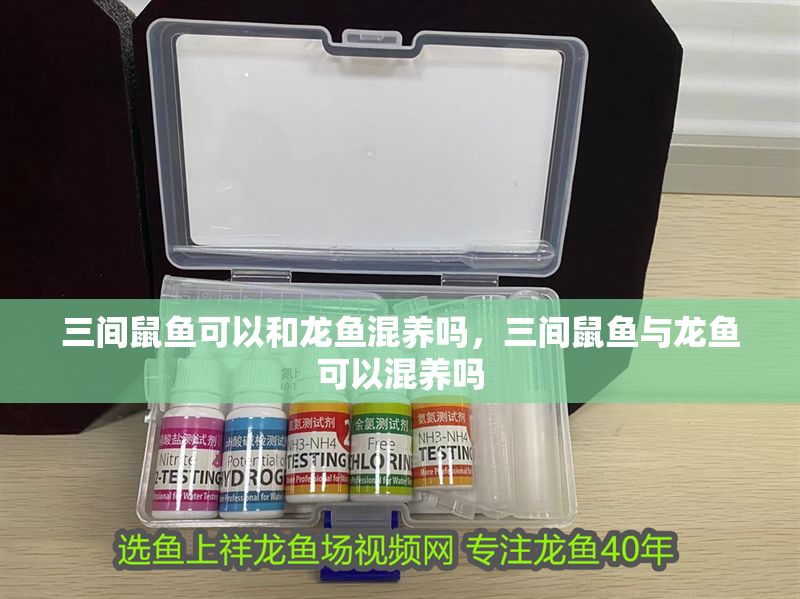三間鼠魚可以和龍魚混養(yǎng)嗎，三間鼠魚與龍魚可以混養(yǎng)嗎