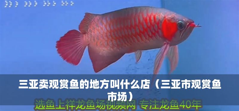 三亞賣觀賞魚的地方叫什么店（三亞市觀賞魚市場）