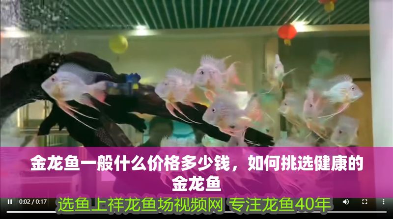金龍魚一般什么價格多少錢，如何挑選健康的金龍魚
