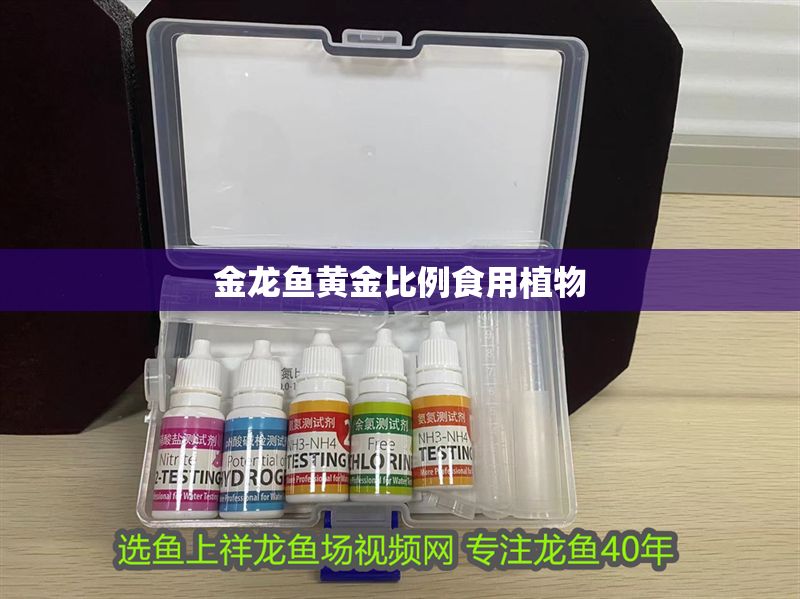 金龍魚黃金比例食用植物