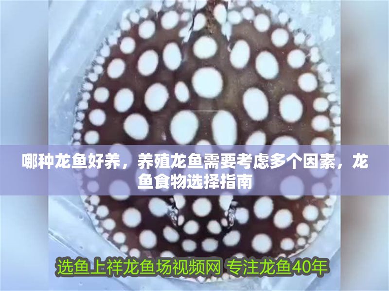 哪種龍魚好養(yǎng)，養(yǎng)殖龍魚需要考慮多個(gè)因素，龍魚食物選擇指南