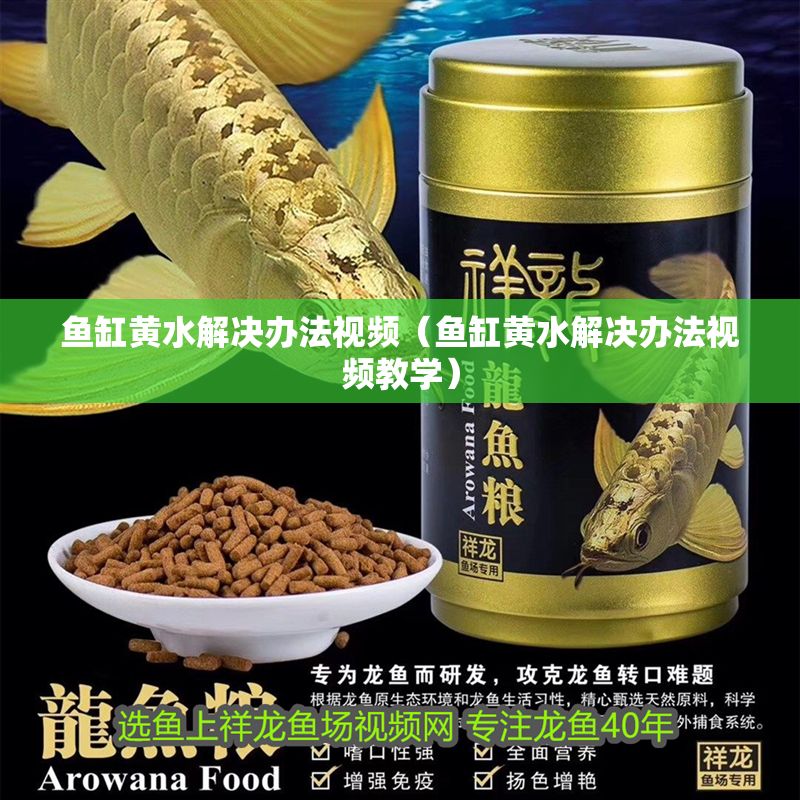 魚缸黃水解決辦法視頻（魚缸黃水解決辦法視頻教學）