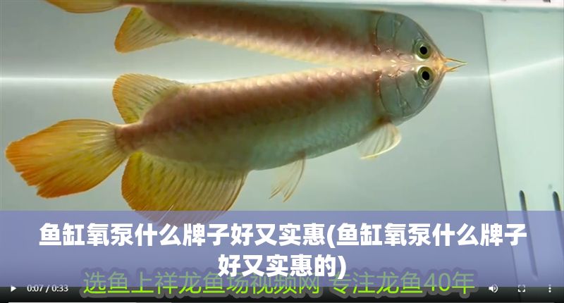 魚缸氧泵什么牌子好又實(shí)惠(魚缸氧泵什么牌子好又實(shí)惠的)