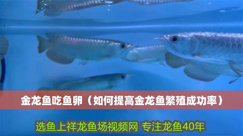 金龍魚吃魚卵（如何提高金龍魚繁殖成功率）