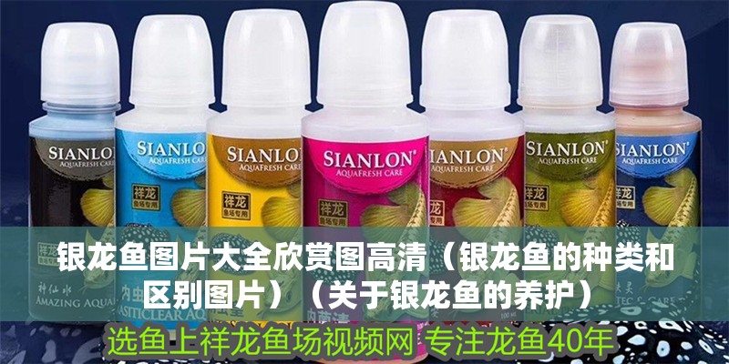 銀龍魚圖片大全欣賞圖高清（銀龍魚的種類和區別圖片）（關于銀龍魚的養護）