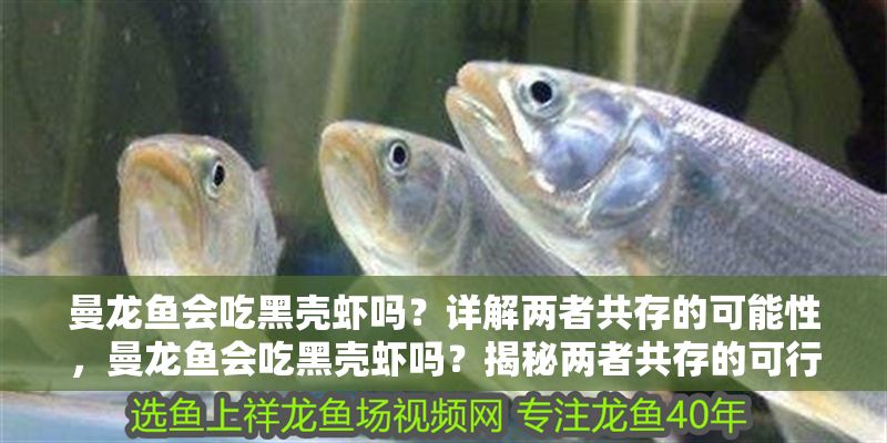 曼龍魚會吃黑殼蝦嗎？詳解兩者共存的可能性，曼龍魚會吃黑殼蝦嗎？揭秘兩者共存的可行性