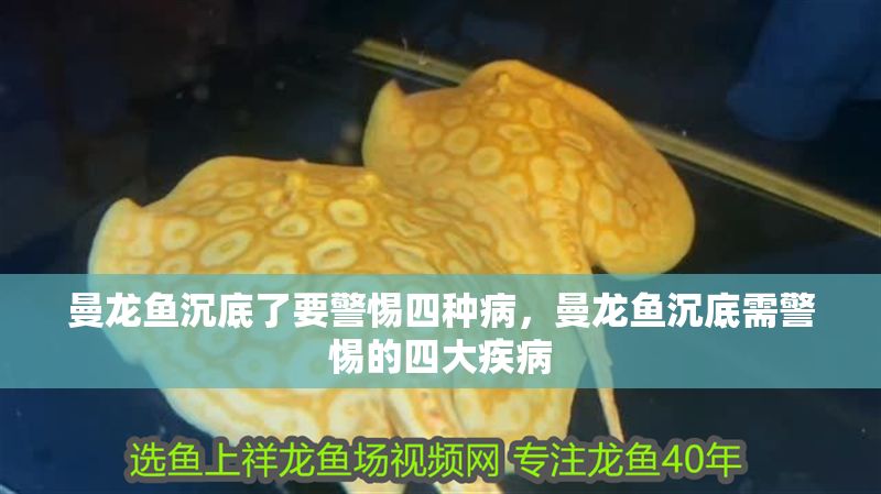 曼龍魚沉底了要警惕四種病，曼龍魚沉底需警惕的四大疾病