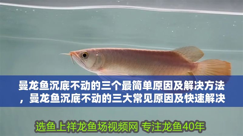 曼龍魚(yú)沉底不動(dòng)的三個(gè)最簡(jiǎn)單原因及解決方法，曼龍魚(yú)沉底不動(dòng)的三大常見(jiàn)原因及快速解決辦法