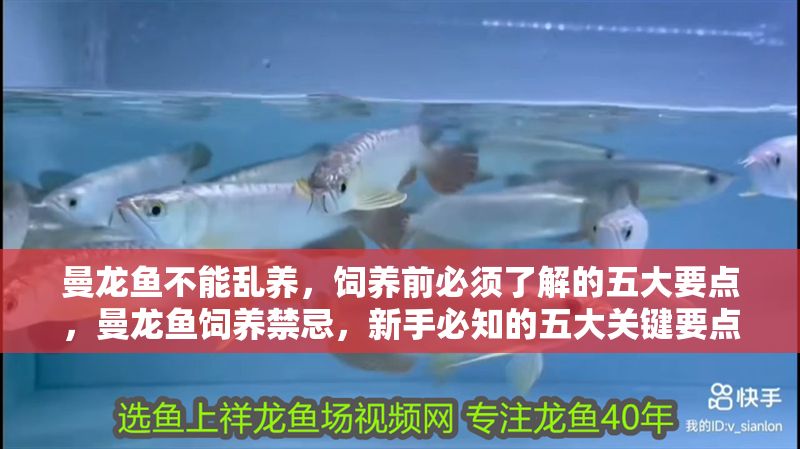 曼龍魚不能亂養，飼養前必須了解的五大要點，曼龍魚飼養禁忌，新手必知的五大關鍵要點