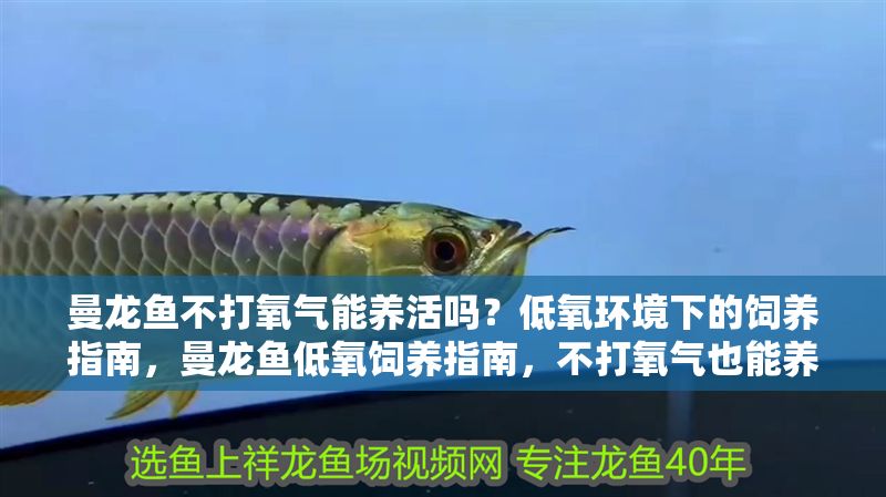 曼龍魚不打氧氣能養活嗎？低氧環境下的飼養指南，曼龍魚低氧飼養指南，不打氧氣也能養活的技巧
